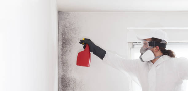 Best Mold Testing  in Bethel Manor, VA