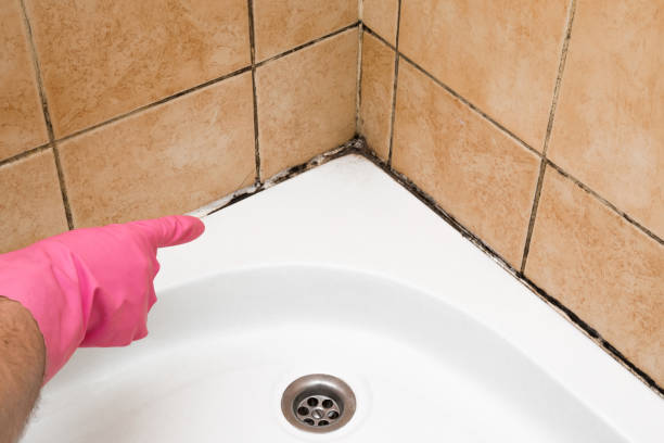 Best Commercial Mold Removal  in Bethel Manor, VA